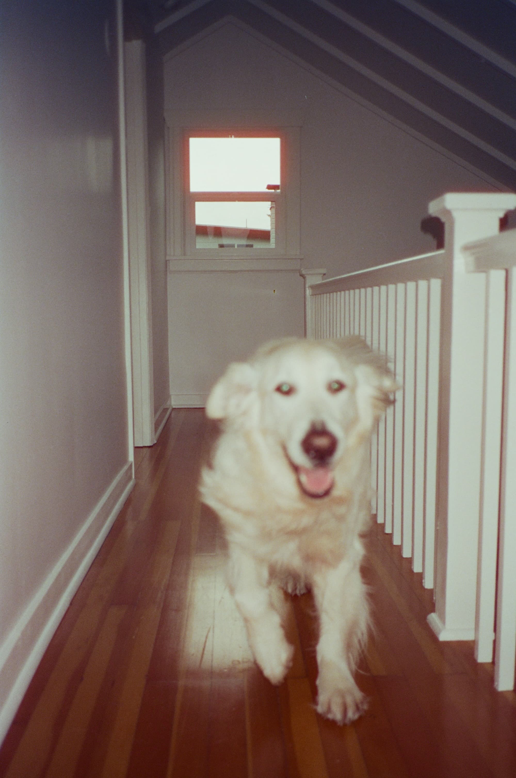 cinestill800_contaxt2_seattlewashington_0825_0925_021