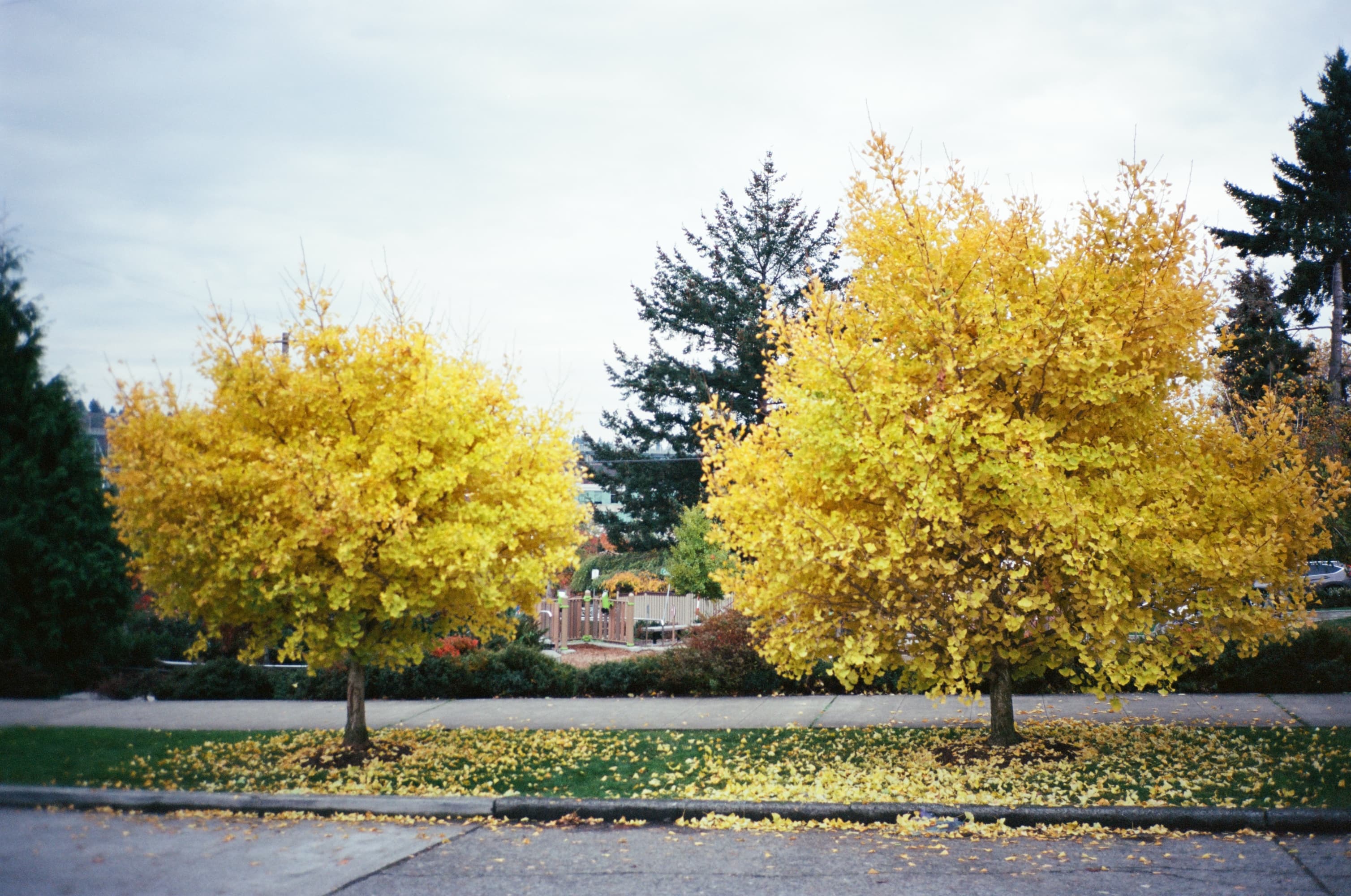 kodak_professional_ektar_100_01_13_2025_000002430016